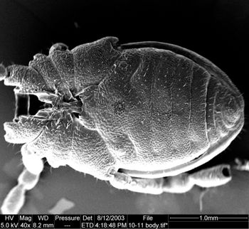 Media type: image;   Invertebrate Zoology 134645